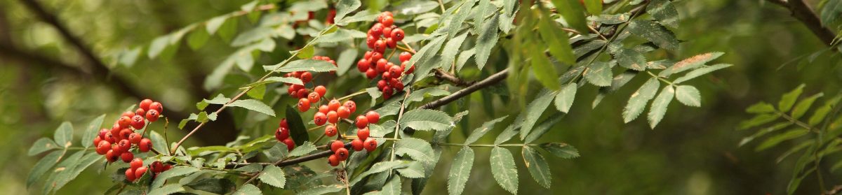 Rowan Tree Healing